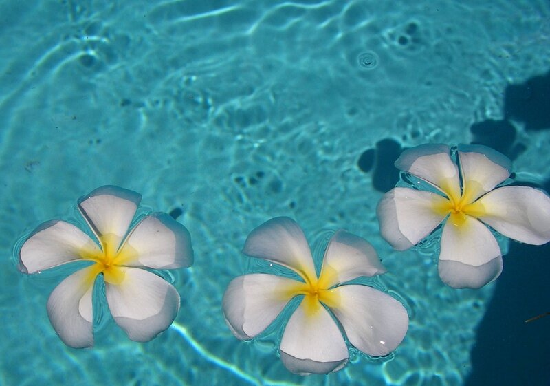 Plumeria Flowers in Water — Blue