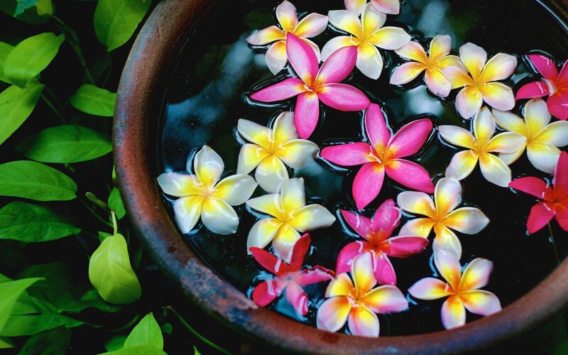 Plumeria Flowers in Water — Pink
