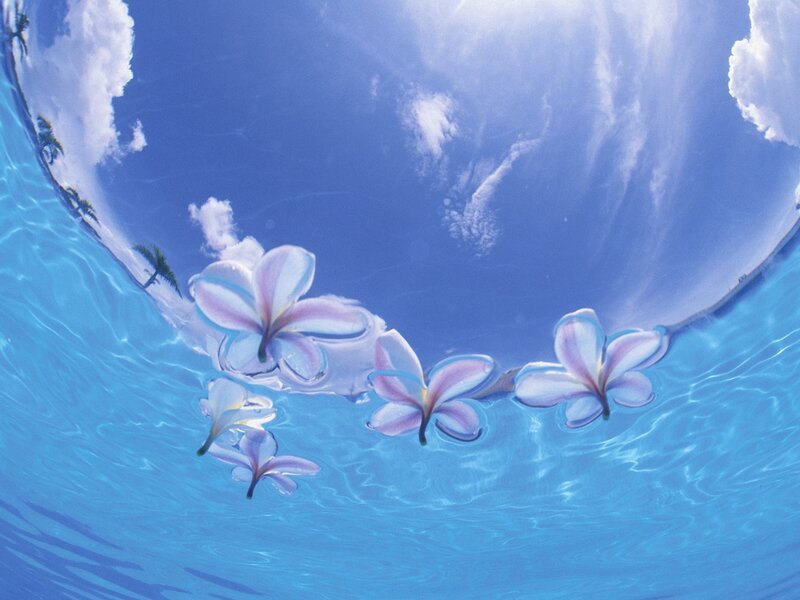 Plumeria Flowers in Water