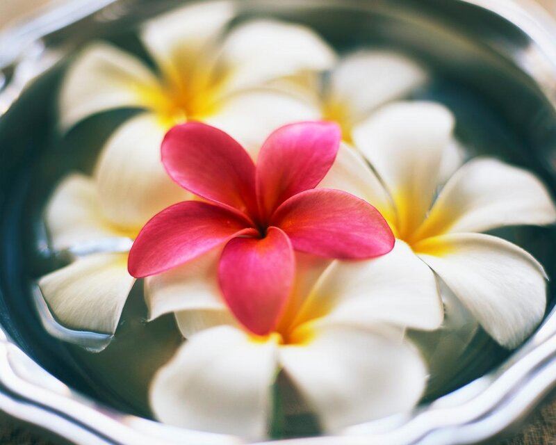 Plumeria Flowers in Water — White