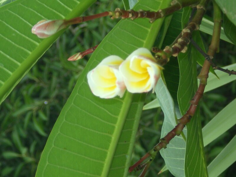 Plumeria flowers on a branch