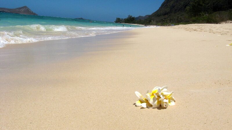 Plumeria Flowers on Beach
