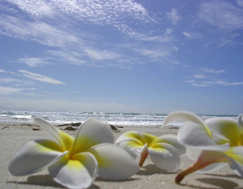 Plumeria Flowers on Beach — White