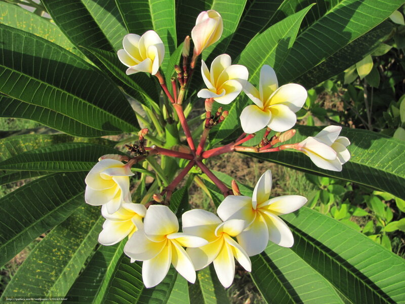 Plumeria Flowers on Branch — Green, Serene, Afternoon