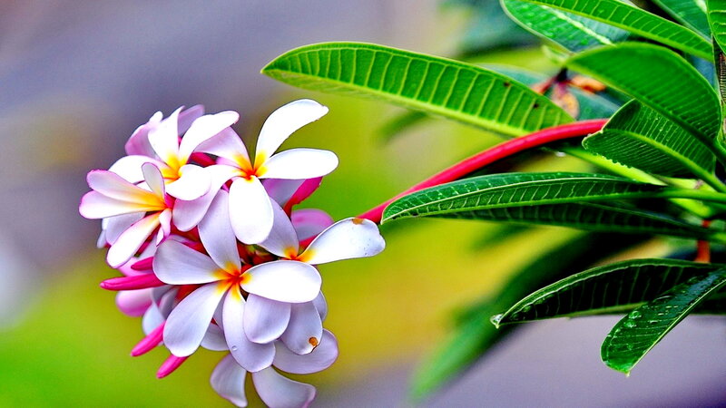 Plumeria Flowers on Branch — Green, Serene