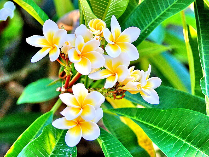 Plumeria Flowers on Branch — Green