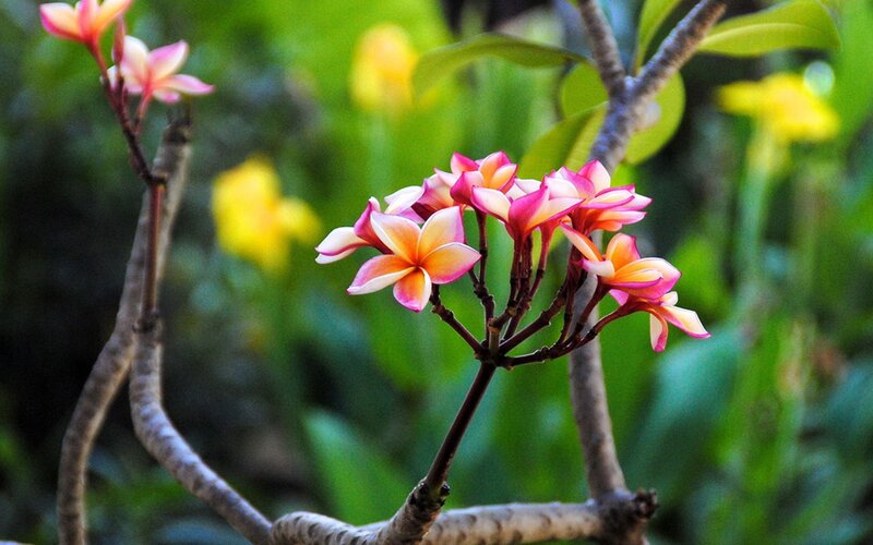 Plumeria Flowers on Branch — Pink