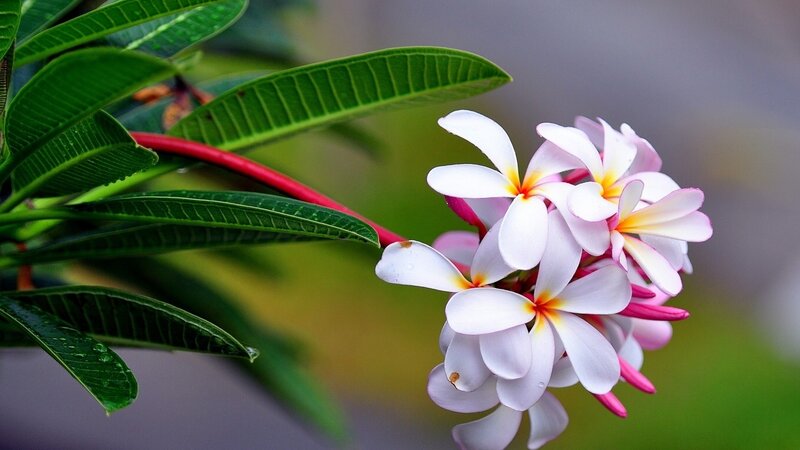 Plumeria Flowers on Branch — White, Serene, Afternoon, Photograph, Leaves