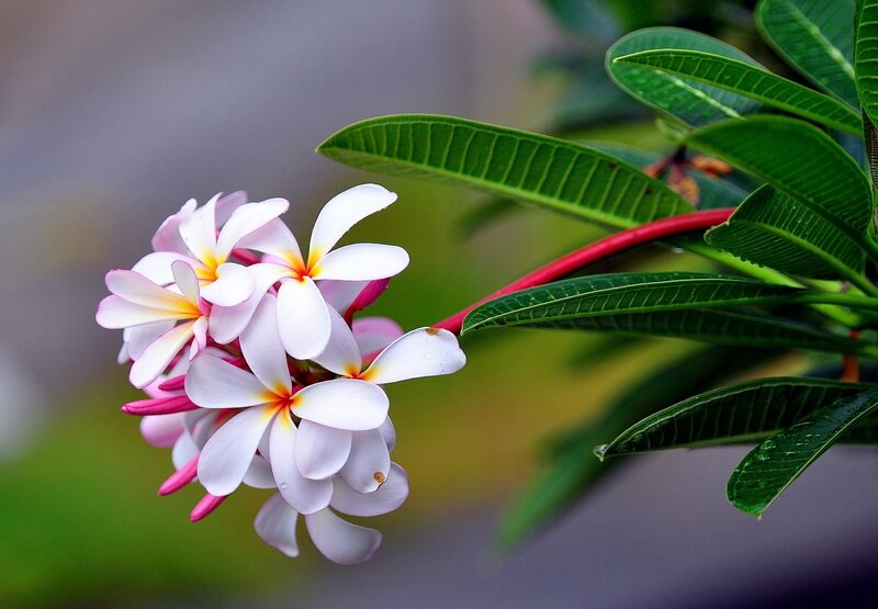 Plumeria Flowers on Branch — White, Serene, Photograph, Leaves, Buds