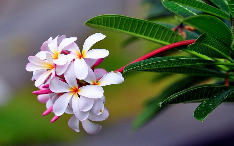Plumeria Flowers on Branch — White, Serene, Photograph