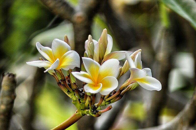 Plumeria Flowers on Branch — White