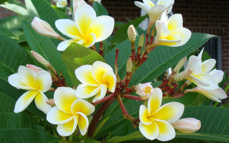 Plumeria Flowers on Bush