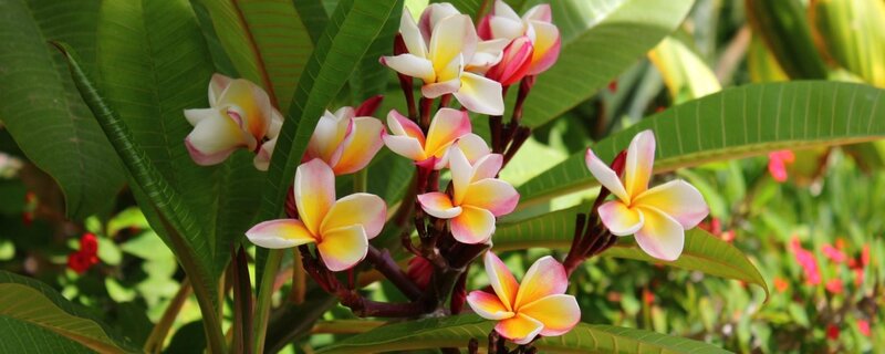 Plumeria Flowers on Bush — Yellow