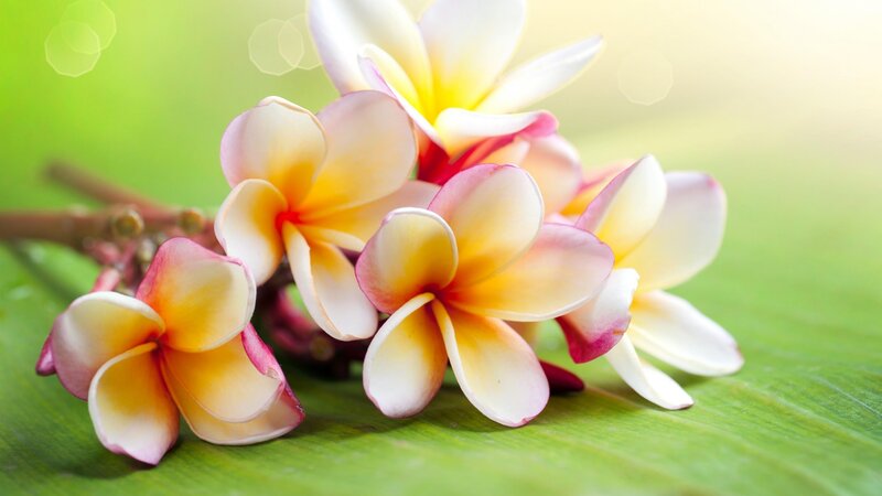 Plumeria Flowers on Leaf — Green