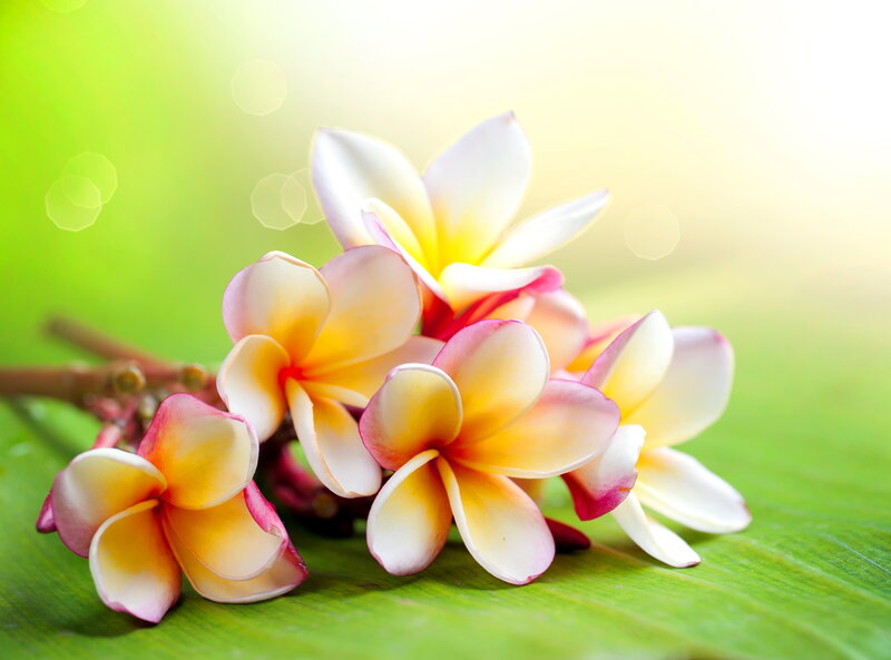 Plumeria Flowers on Leaf