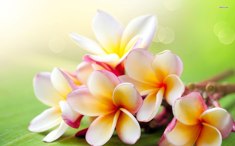 Plumeria Flowers on Leaf — White