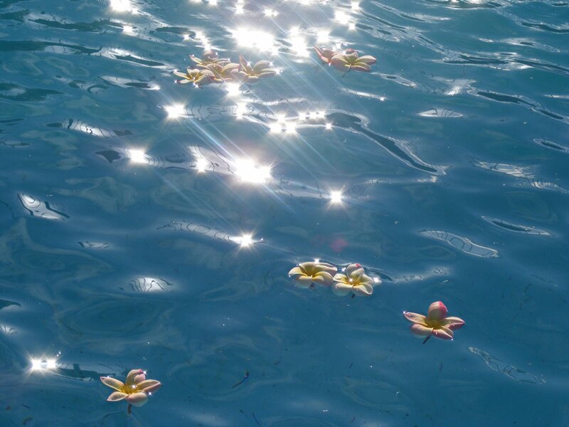 Plumeria Flowers on Water