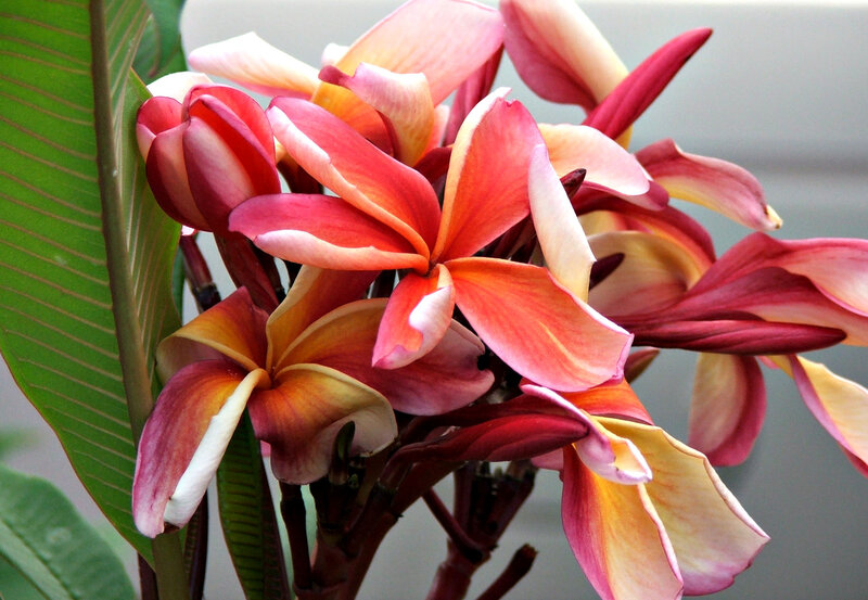Plumeria Flowers — Pink, Calm