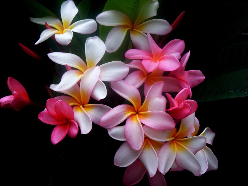 Plumeria Flowers — Pink, Dramatic, Photograph, Leaves