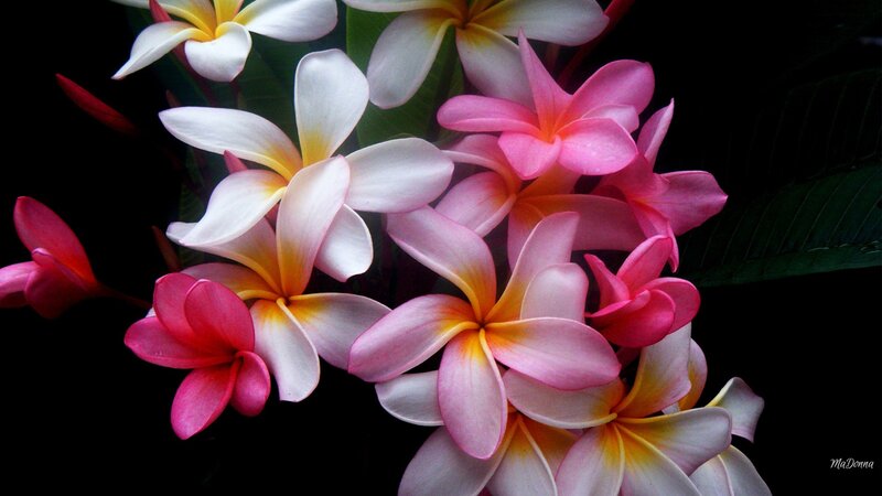 Plumeria Flowers — Pink, Dramatic, Photograph