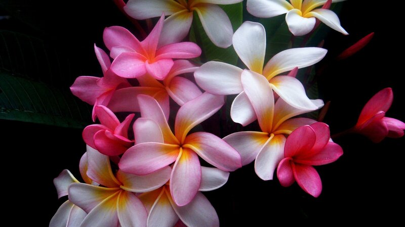 Plumeria Flowers — Pink, Dramatic