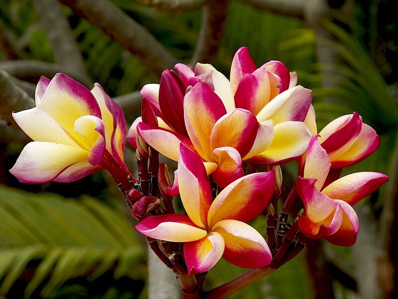 Plumeria Flowers — Pink, Natural