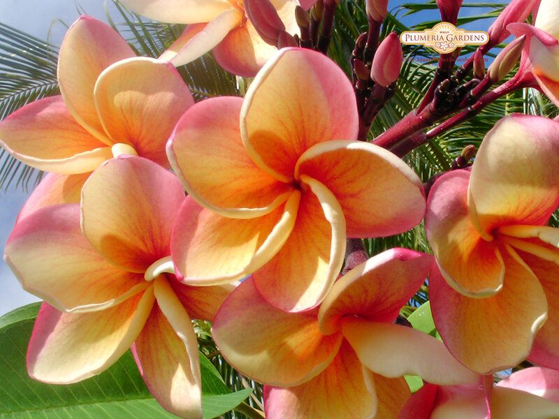 Plumeria Flowers — Pink, Serene