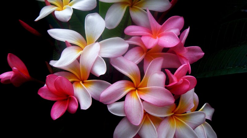 Plumeria Flowers — Pink