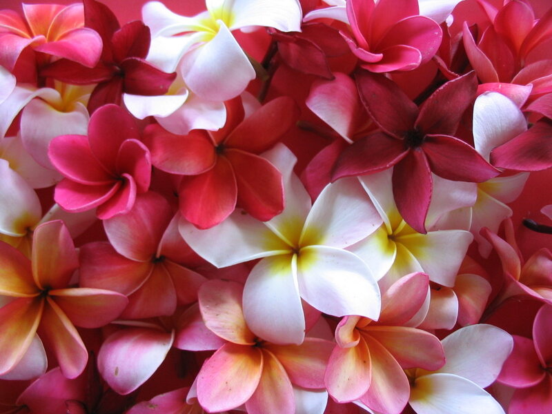 Plumeria Flowers — Pink, Vibrant