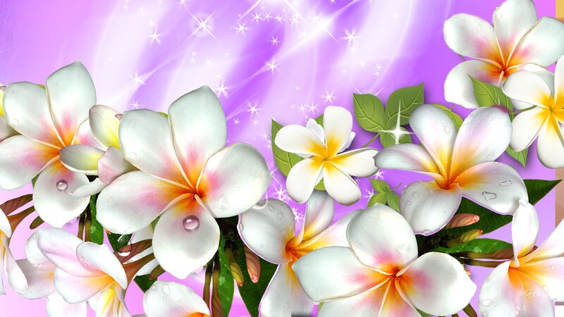 Plumeria Flowers — Purple