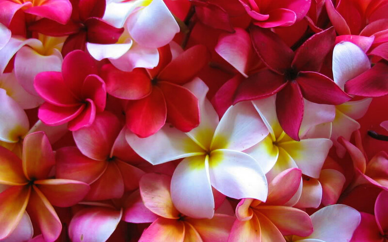 Plumeria Flowers — Red