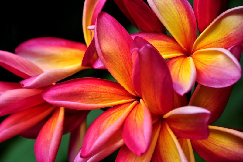 Plumeria Flowers — Red, Vibrant
