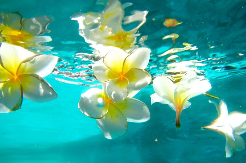 Plumeria Flowers Underwater