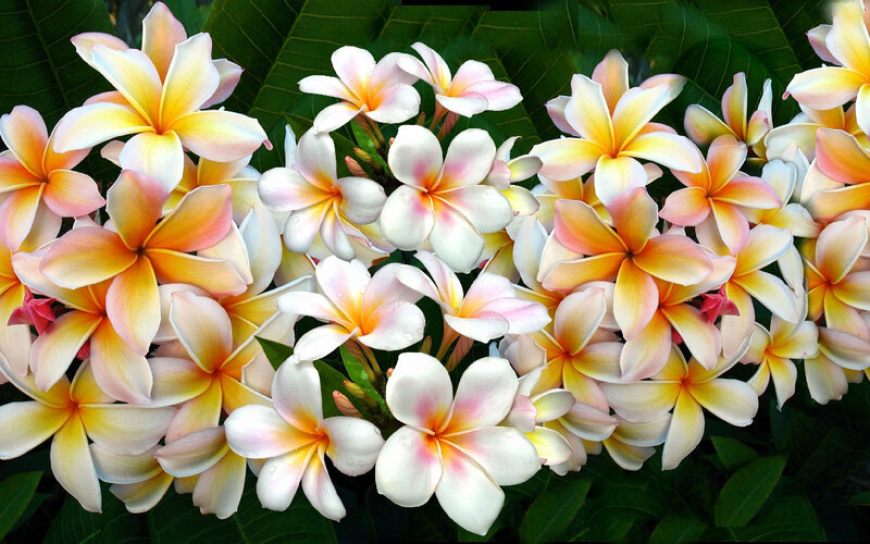 Plumeria Flowers — White, Calm