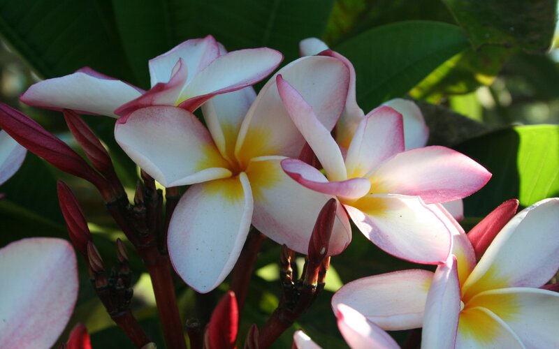 Plumeria Flowers — White, Serene, Afternoon