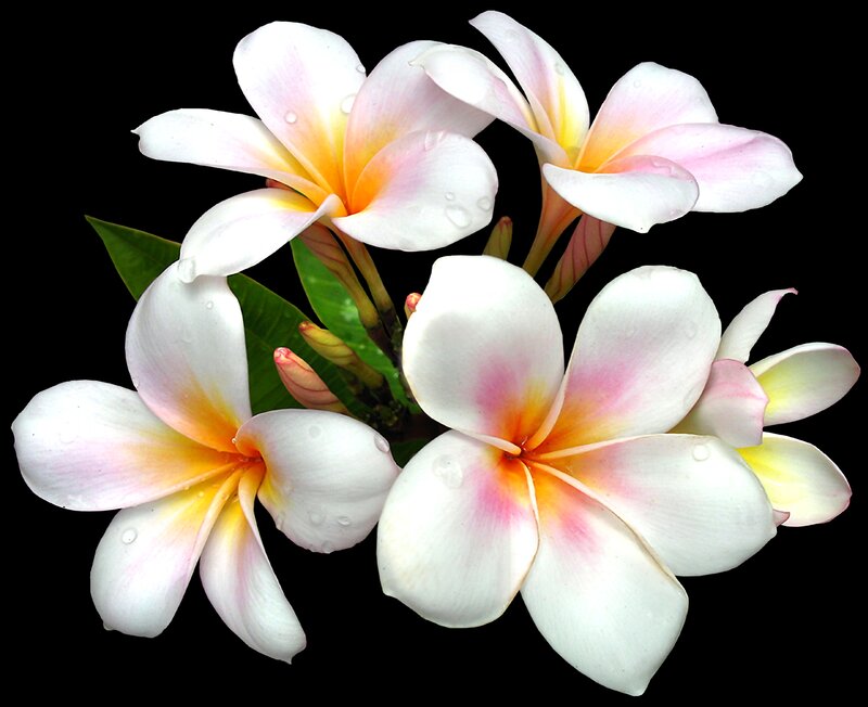 Plumeria Flowers — White, Serene