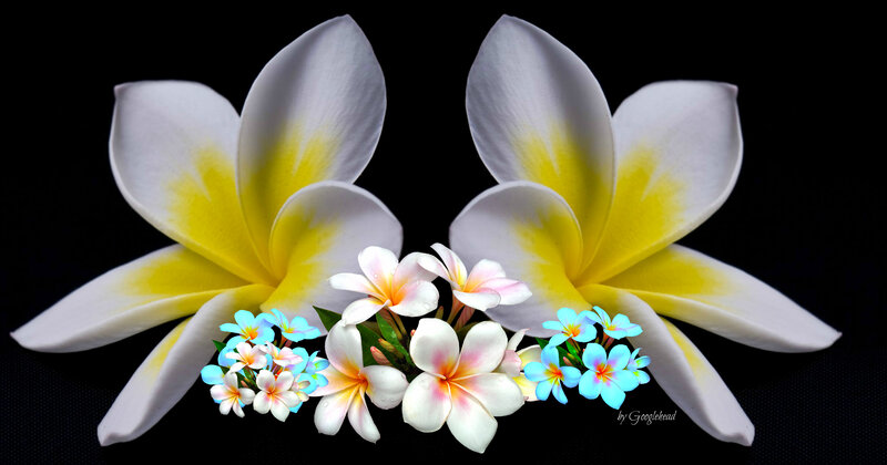 Plumeria Flowers — White