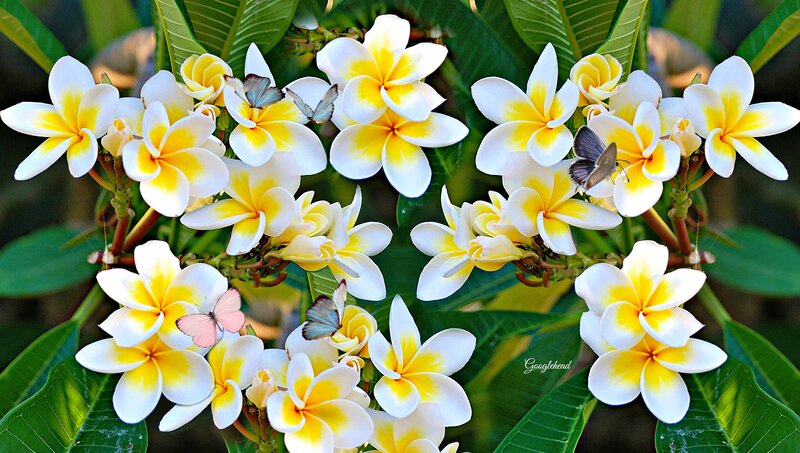 Plumeria Flowers with Butterflies