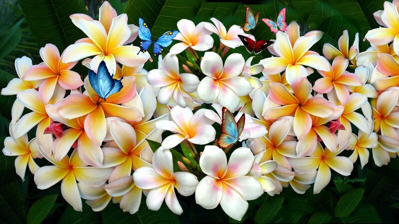 Plumeria Flowers with Butterflies — White