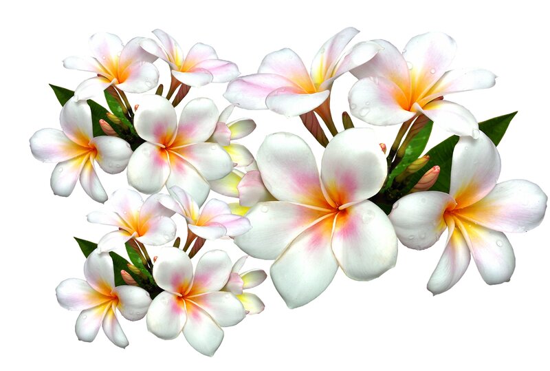 Plumeria Flowers with Dew
