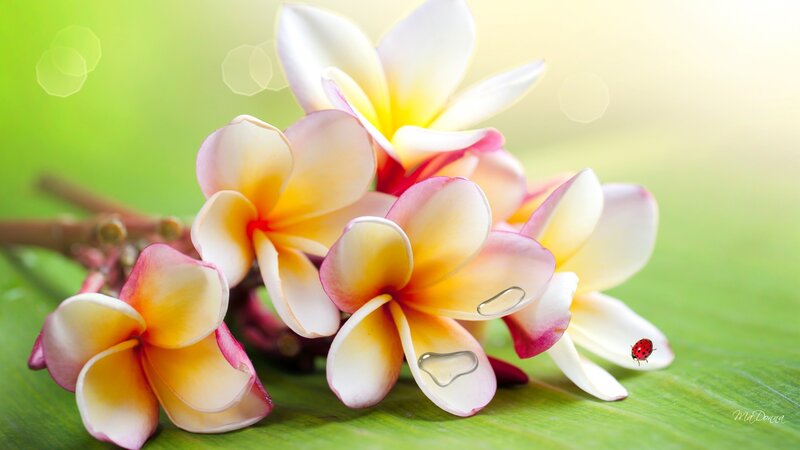 Plumeria Flowers with Ladybug