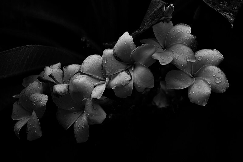 Plumeria Flowers with Water Droplets — Black