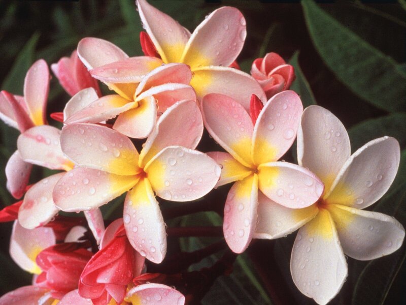 Plumeria Flowers with Water Droplets — Pink