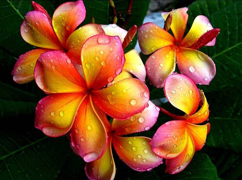Plumeria Flowers with Water Droplets