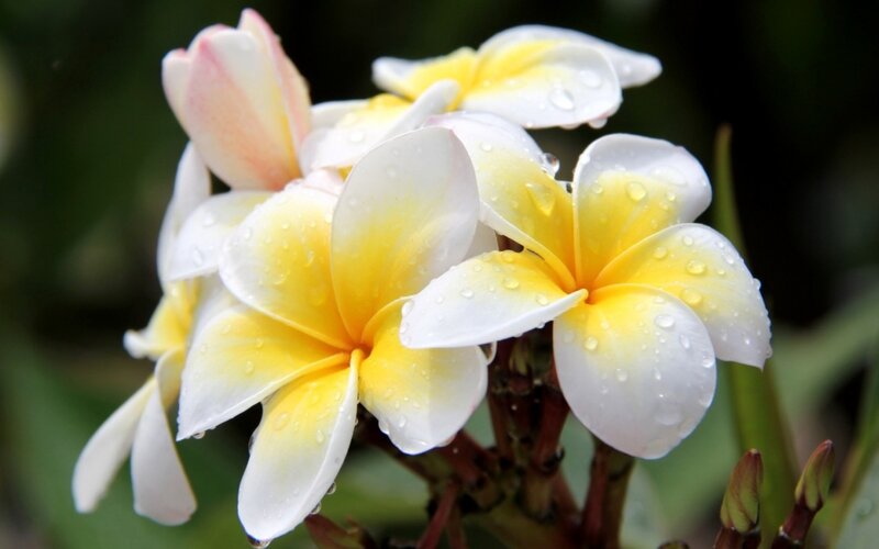 Plumeria Flowers with Water Droplets — White