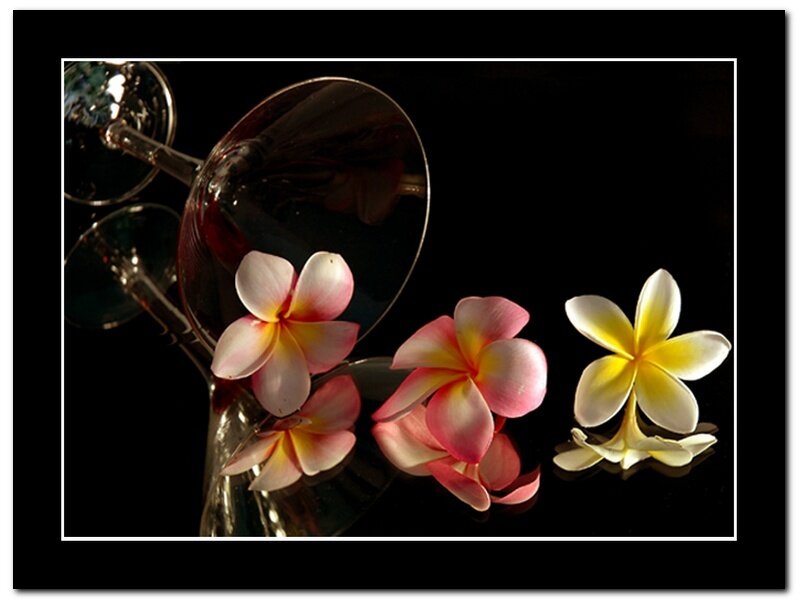 Plumeria flowers with wine glasses