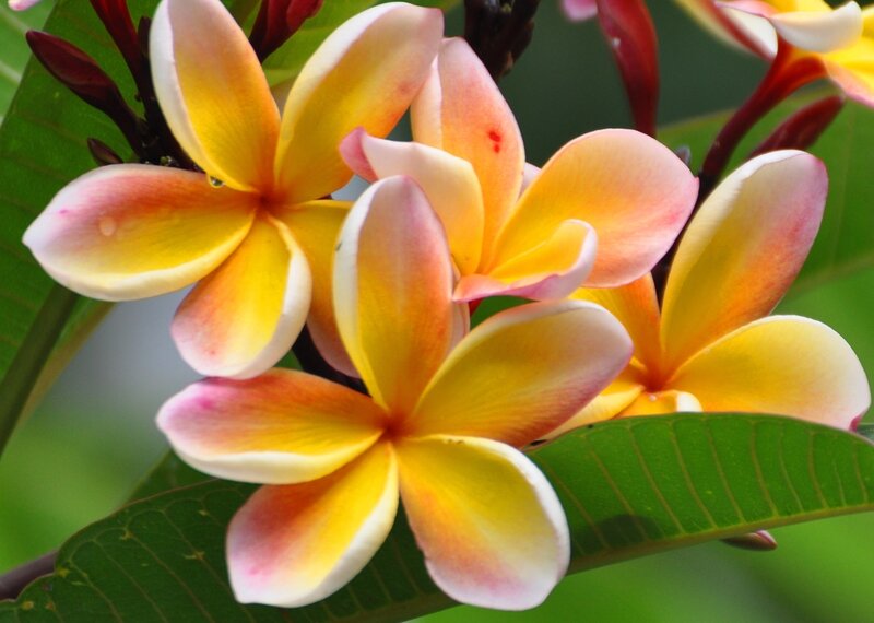 Plumeria Flowers — Yellow, Serene, Afternoon, Photograph