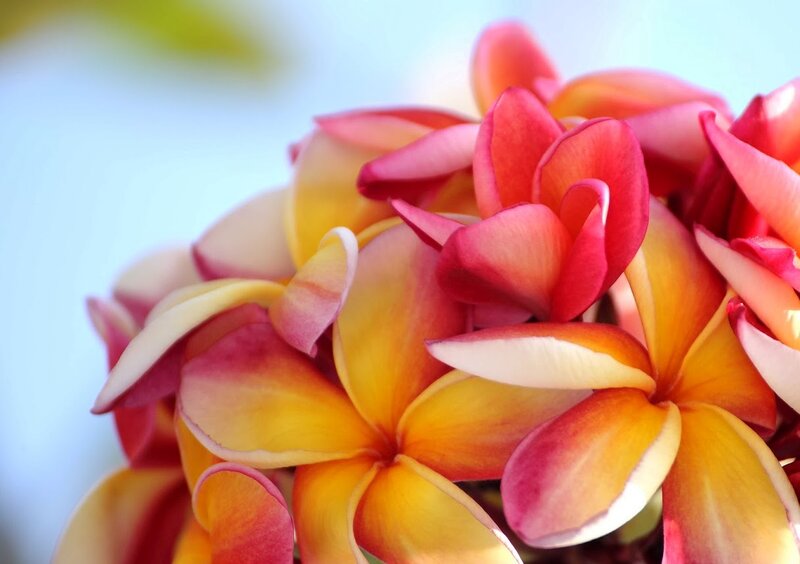 Plumeria Flowers — Yellow, Serene, Afternoon