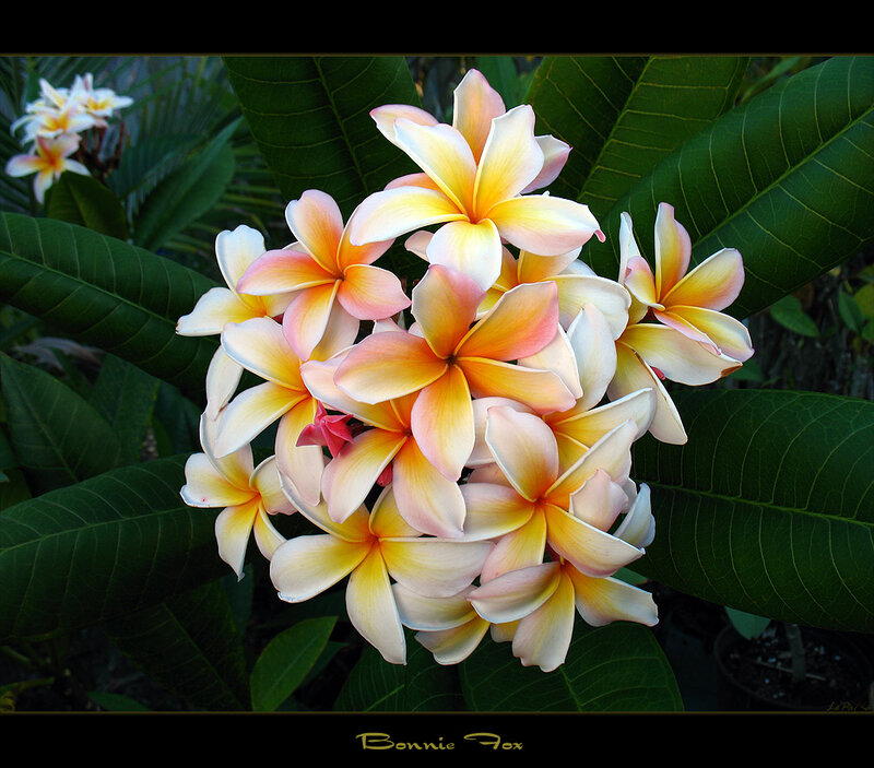 Plumeria Flowers — Yellow, Serene