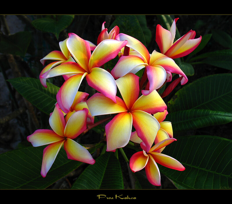 Plumeria Flowers — Yellow